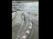 Білий осетр