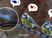 Птицы во время войны