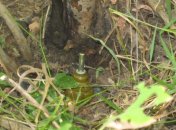 На Луганщине женщина подорвалась во время сбора дров