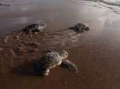 Смерть морских животных беспокоит экологов Никарагуа