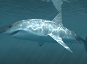 На победителя "Берлинале" Адама Стренджа напала акула