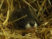 Коронавирус: в Дании убьют 11 тысяч норок