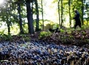 Если ты нормальный человек, ты собираешь грибы