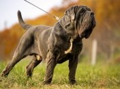 Неаполитанский мастиф