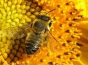 В Черниговской области массово гибнут пчелы