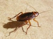 Открытые источники