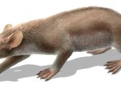 Палеонтологи нашли доисторическое млекопитающее  