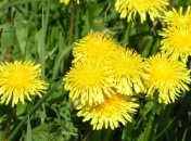 Полезные свойства одуванчика 