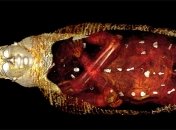 Древняя мумия