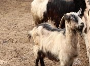 Через теплу зиму, тварини в одеському зоопарку у відкритих вольєрах (Фото)