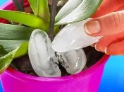 Чому орхідеї потрібно поливати кубиками льоду — відповідь