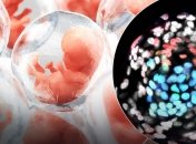 Через установленный срок эмбрионы якобы нужно будет уничтожить