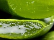 Насморк: как правильно использовать алоэ при заболевании