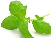 Чем полезен базилик? 