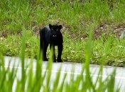 Ученые: Черный леопард прятал свои пятна  