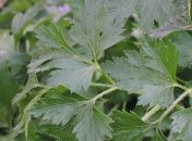 Названо 5 полезных видов зелени