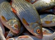 Браконьеров с крупным уловом задержали в Запорожской области