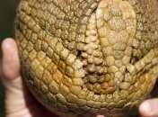 "Яйцо динозавра", которое оказалось панцирем доисторического броненосца 