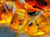 У двух житомирян обнаружили 40 кг янтаря