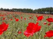 Прогноз погоды на 9 июля: ожидаются грозы в ряде регионов Украины
