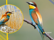 Золотистая щурка, иллюстративное фото