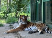 Тигрица Тигрюля