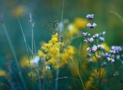 Прогноз погоды в Украине 15 августа: облачно, местами дожди 