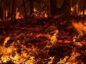 ГСЧС: На Черниговщине ликвидировали более 1600 пожаров в экосистемах