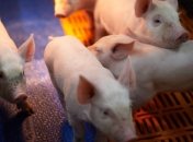 В Одесской и Хмельницкой областях зафиксированы случаи АЧС