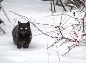 Прогноз погоды на 25 января: в Украине будет холодно и без осадков