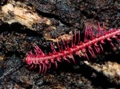 Удивительные существа, которые обладают суперсилой (Фото)