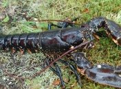 Страдают не только люди: микропластик вредит личинкам лобстера