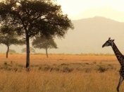 Признаки скорой глобальной катастрофы нашли в Африке