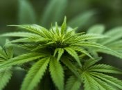 Рада должна рассмотреть легализацию медканнабиса