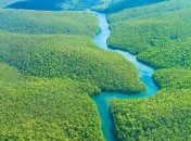 Ученые: Большинство деревьев в лесах Амазонии выращены людьми