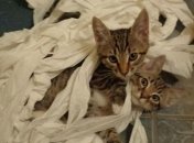 Домашние разбойники: смешные снимки, которые вас рассмешат 