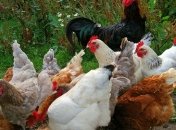 Япония будет экспортировать мясо птицы из Украины