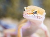 Ящерицы-альбиносы: первые рептилии, которым отредактировали гены (Фото)