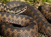 Во Львовской области парень попал в реанимацию из-за укуса змеи