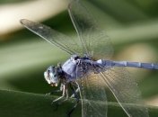 Самые быстрые насекомые в мире