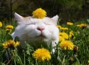 Прогноз погоды в Украине 25 мая: преимущественно без осадков 