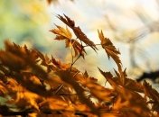 Приметы и обряды на 19 октября - День Фомы