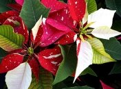Чарівна пуансетія