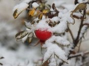 Прогноз погоды в Украине на 29 ноября: по всей стране ожидаются дожди с мокрым снегом