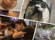 Без кота и жизнь не та