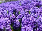 Красиві квіти дарують весняний настрій