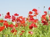 22 июня. Приметы дня