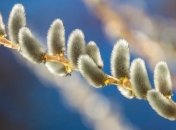 СМС поздравления с Вербным воскресеньем 2020