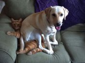 Прикольные животные, которым "все по-барабану" 