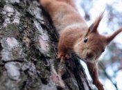 Аномально теплый январь: в Украине будет солнечно, тепло и сухо